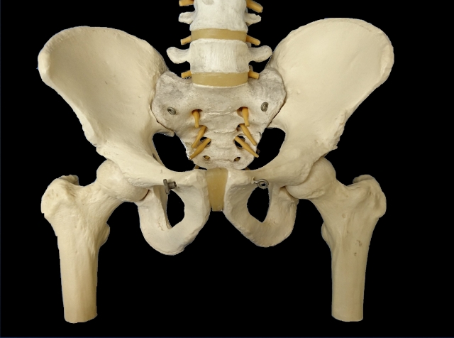 pelvis 腰痛でもあまり語られていない腰骨が痛い場合の原因と対策